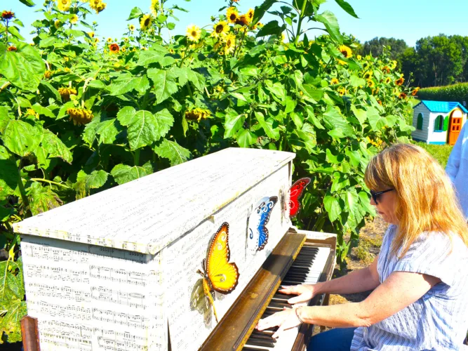 Blooming sunflowers